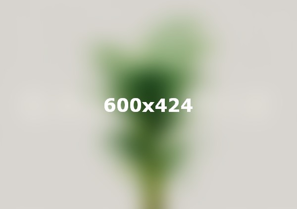 Potted plant